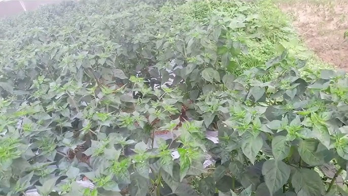 विदेशबाट फर्केर ३० रोपनीमा व्यावसायिक अकबरेखेती