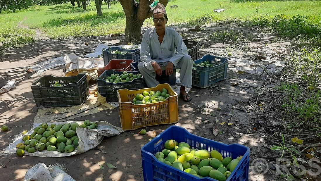 आँप बिक्रीबाट वार्षिक आठ लाख बचत