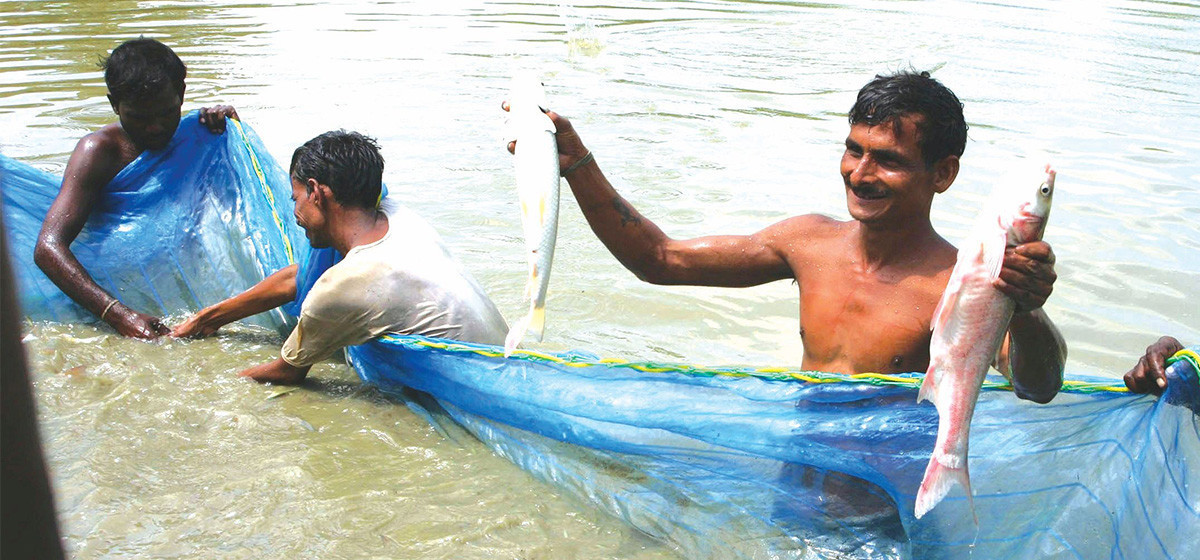 कपिलवस्तुमा वार्षिक ३७ सय मेट्रिक टन माछा उत्पादन