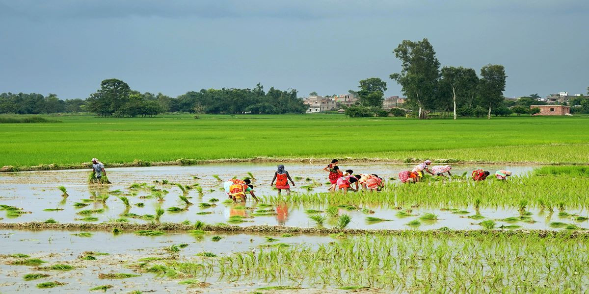 बागमती प्रदेशमा अहिलेसम्म २० प्रतिशत मात्रै रोपाइँ