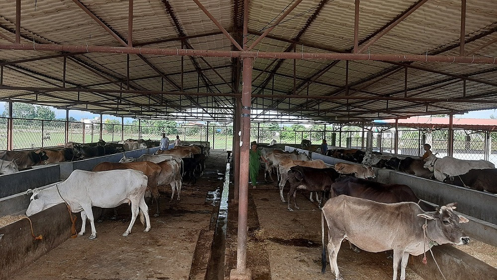 छाडा चौपाया व्यवस्थापनसँगै आम्दानी गर्दै गौशाला