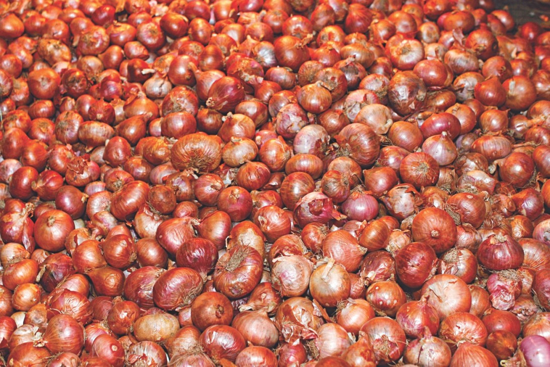 आज पनि घट्यो प्याजको मूल्य, कति पर्छ किलोको?