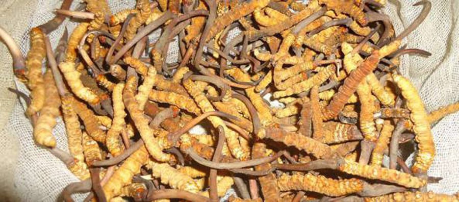 नेपालले एक वर्षमा गर्‍यो २३ करोडको यार्सागुम्बा निर्यात