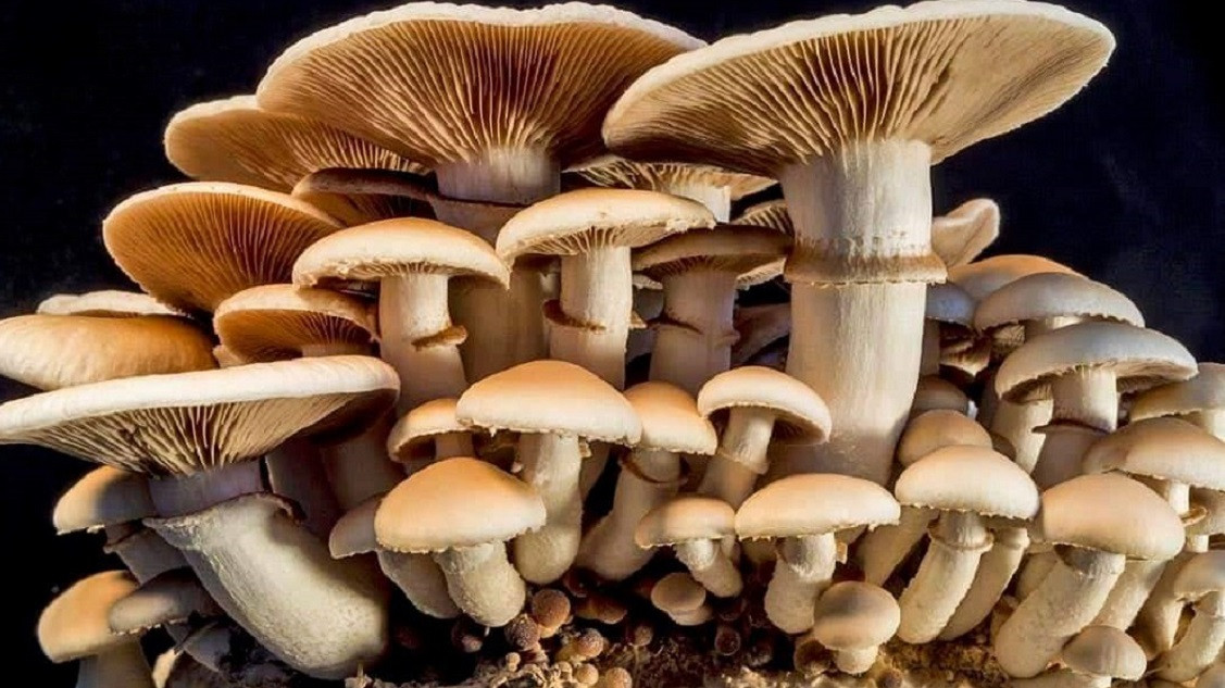 जंगली च्याउको तरकारी खाँदा दिदीभाइको मृत्यु