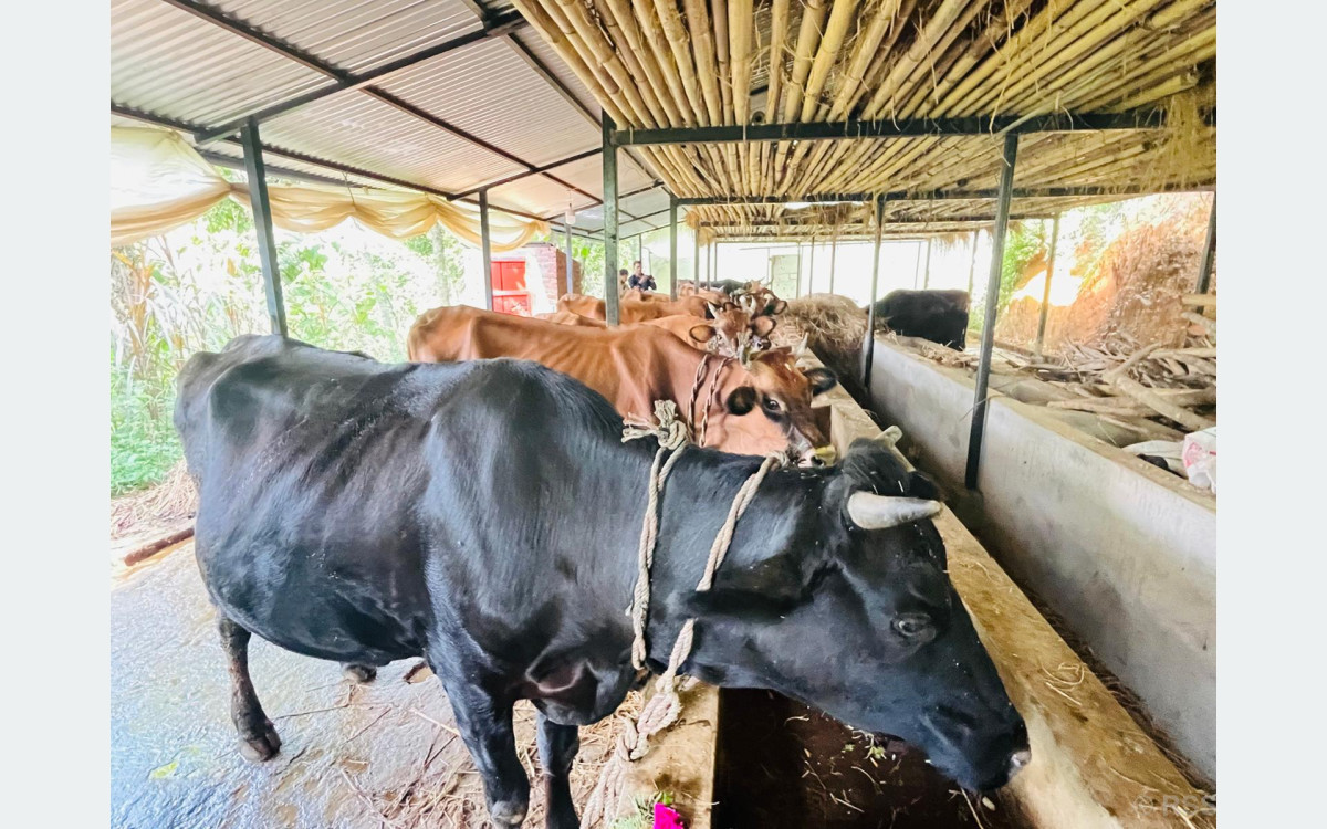 गुल्मीको सत्यवतीमा पहिलो बेत ब्याउने गाईलाई १० हजार अनुदान