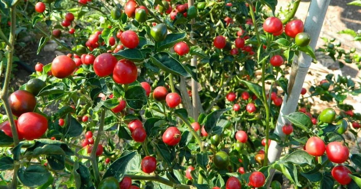 अकबरे खुर्सानीको मूल्य घट्यो,प्रतिकिलो कति ?