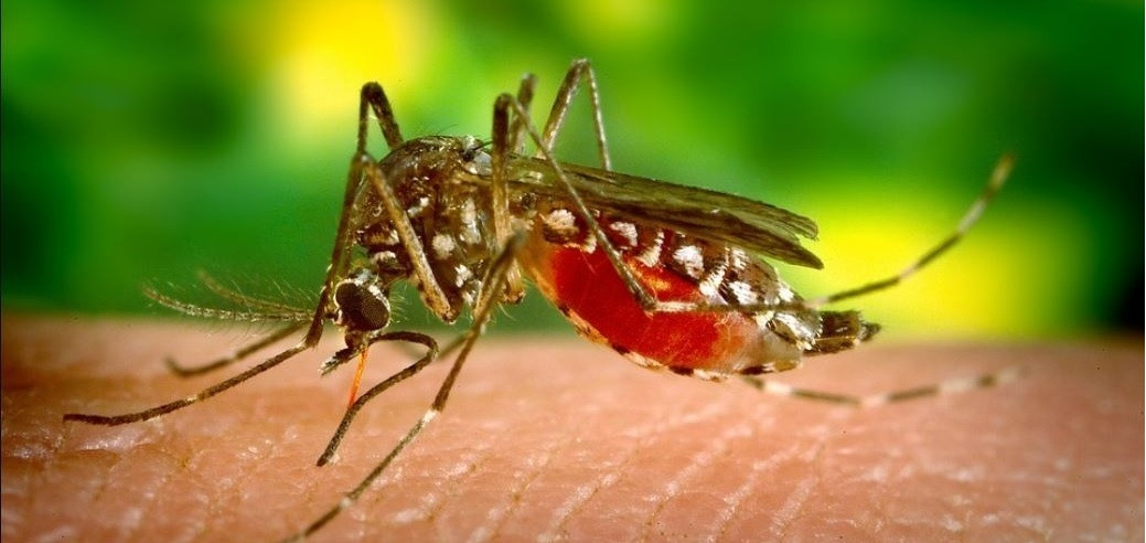 गण्डकीमा ६ सय जनाभन्दा बढीमा डेंगु सङ्क्रमण