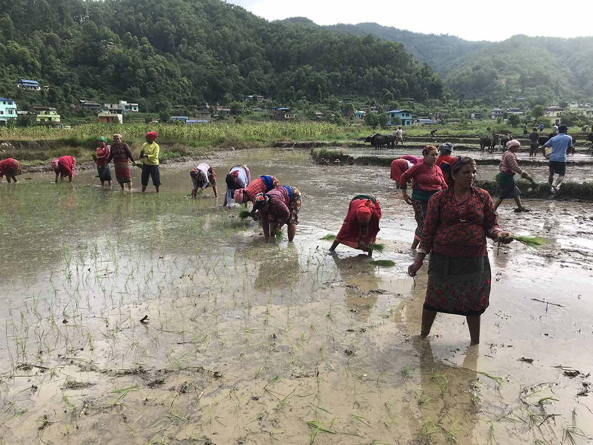 तनहुँमा ८८ प्रतिशत रोपाइँ