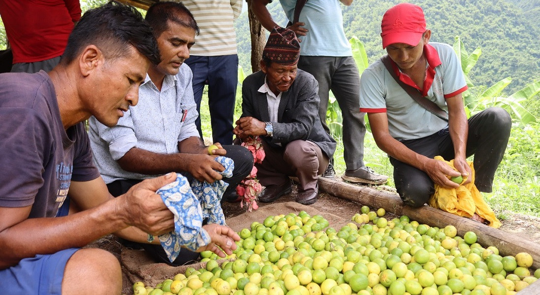 ८० रोपनी जमिनमा कागतीखेती, आम्दानी सोचेजस्तै