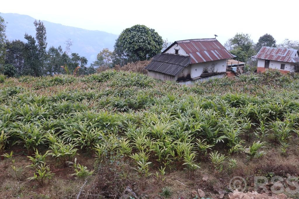 अलैँचीको मूल्य बढ्यो, किसान उत्साहित