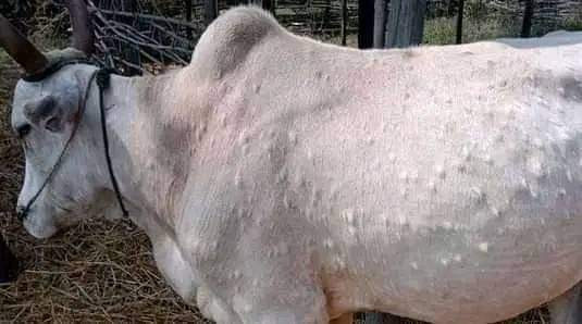 कोशीका तीन लाख बढी पशुमा ‘लम्पी स्किन’विरुद्धको खोप
