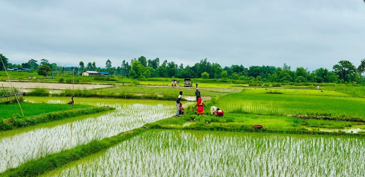 सिरहामा यसवर्षको रोपाइँ अन्तिम चरणमा