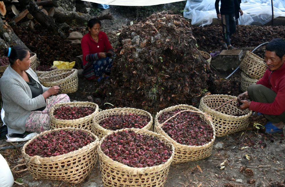 अलैँचीको भाउ सात वर्ष यताकै उच्च,प्रतिमन कति ?