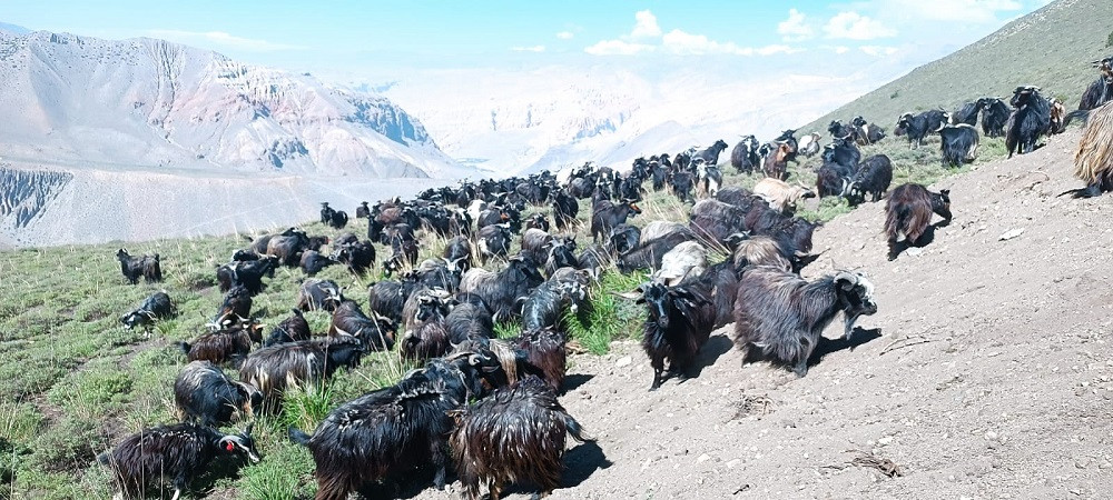मुस्ताङबाट  दशैँका लागि १२ हजार भेडाच्याङ्ग्रा बाहिरिने