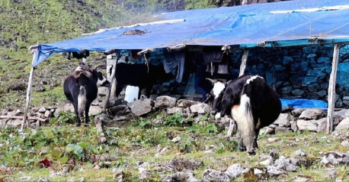 चौँरीपालन व्यवसाय निरन्तर संकटमा
