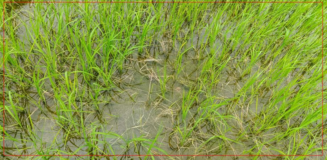 धानखेती डुबानले नष्ट भएपछि सिँघाराखेती गर्दै किसान