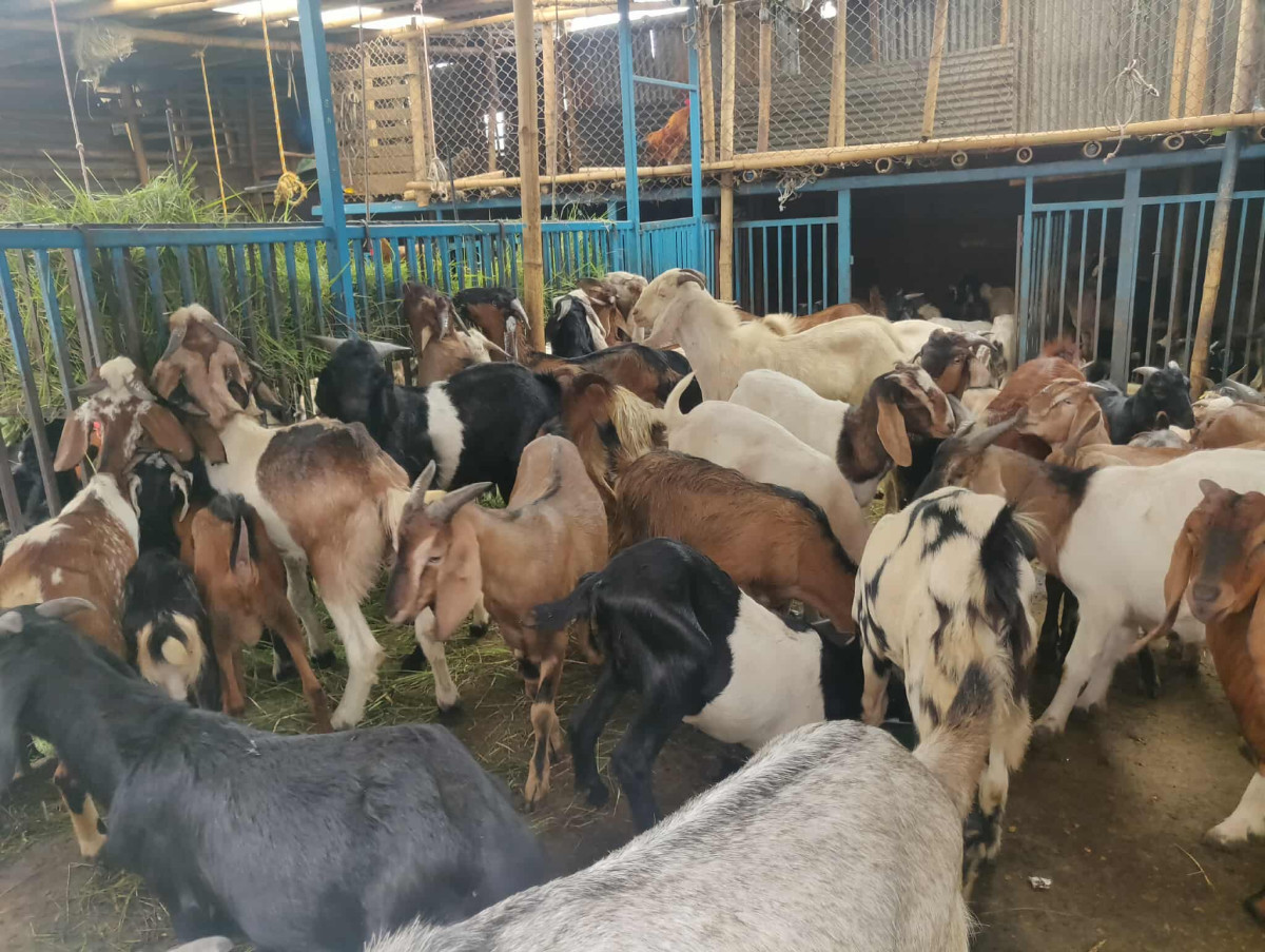 दशैंका लागि खसी-बोका र च्याङ्ग्रा ल्याउने क्रम सुरु, अनलाइनबाटै प्रि-बुकिङ