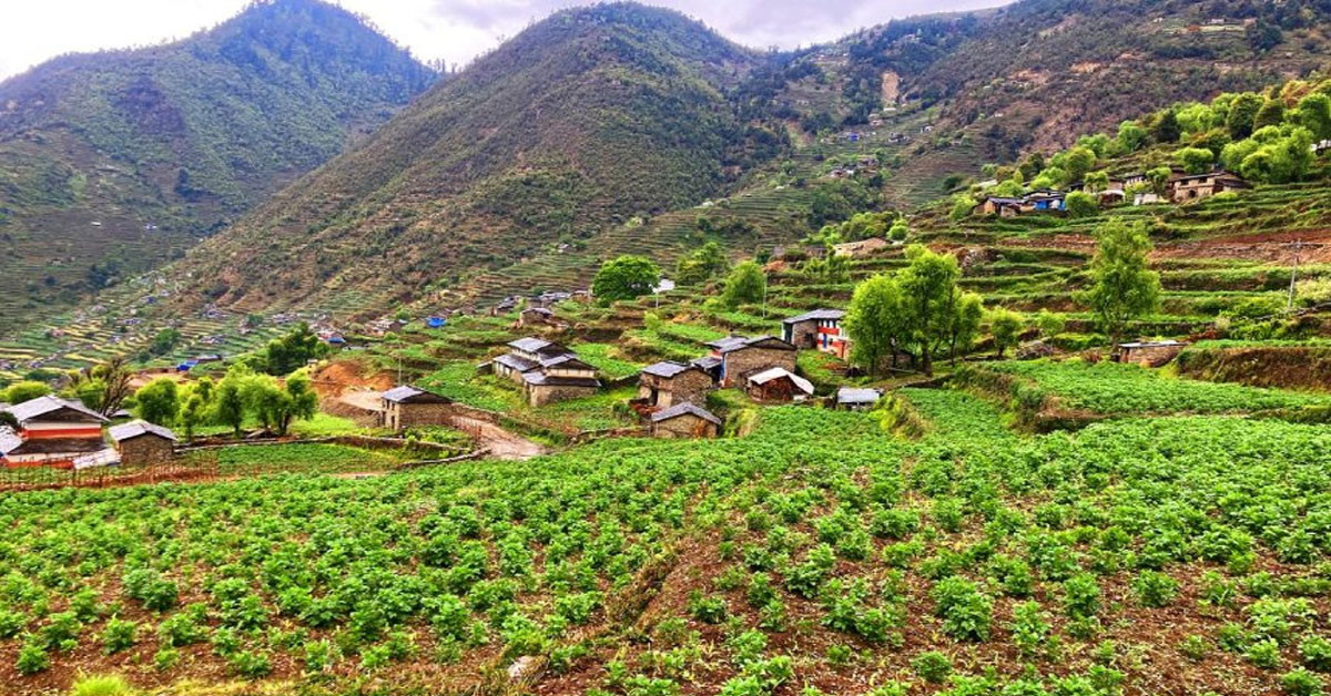 आलु खेतीतर्फ बागलुङका किसान आकर्षित