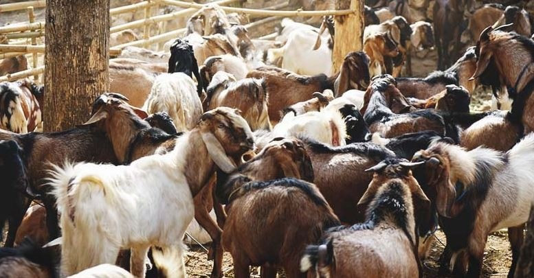खाद्य कम्पनीको दसैंमा खसीबोका बिक्री स्थगित, सुपथ पसल चल्ने