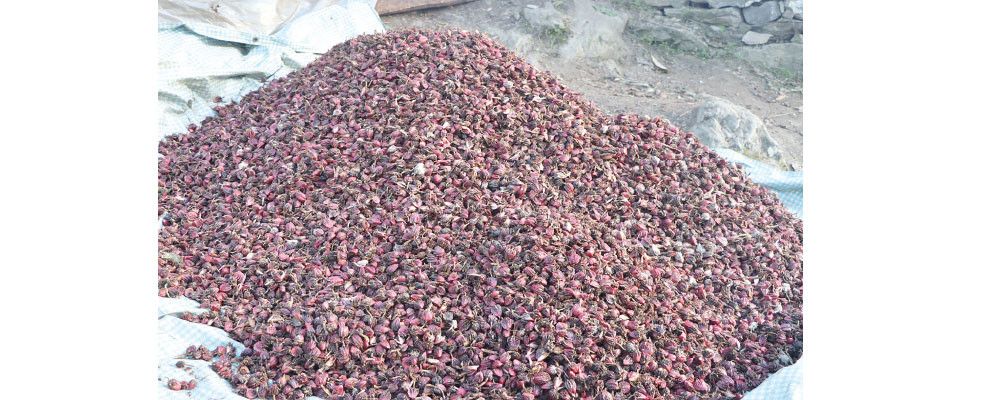 झाँपामा अलैँचीको निर्यात ४४ प्रतिशतले बढ्यो