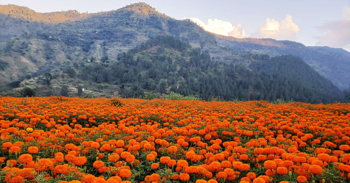 सयपत्री फूलको व्यावसायिक खेतीले किसान उत्साहित