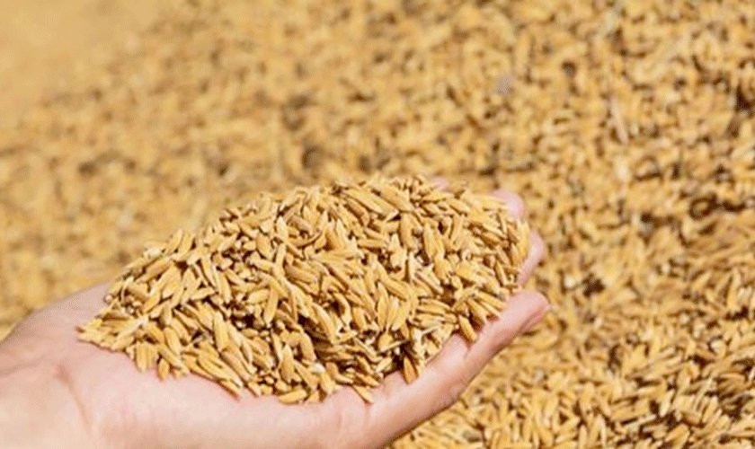 कञ्चनपुरमा आजदेखि धान खरिद सुरु