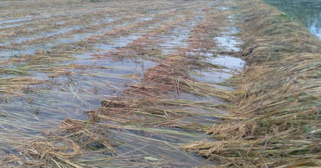 बेमौसमी वर्षाले गुल्मीमा ११ प्रतिशत धान नष्ट