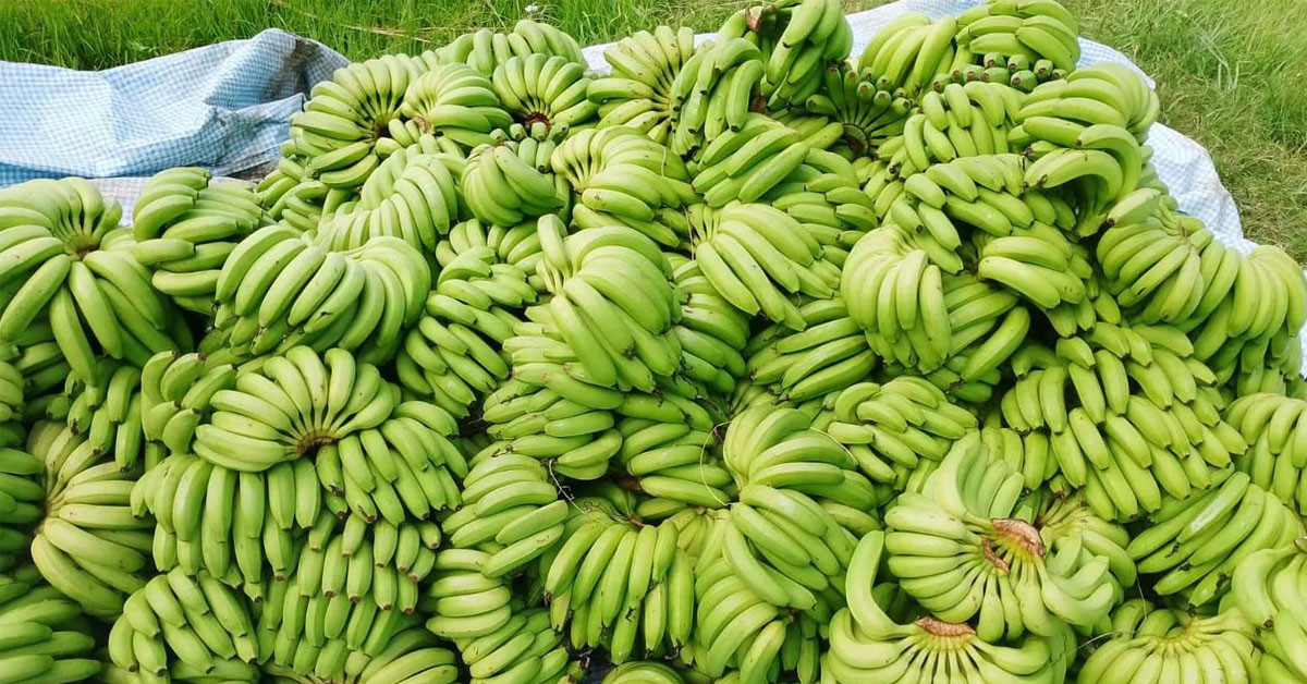 कृषि थोक बजार बिर्तामोडबाट एक महिनामा १ करोड ५ लाखभन्दा बढीको केरा बिक्री