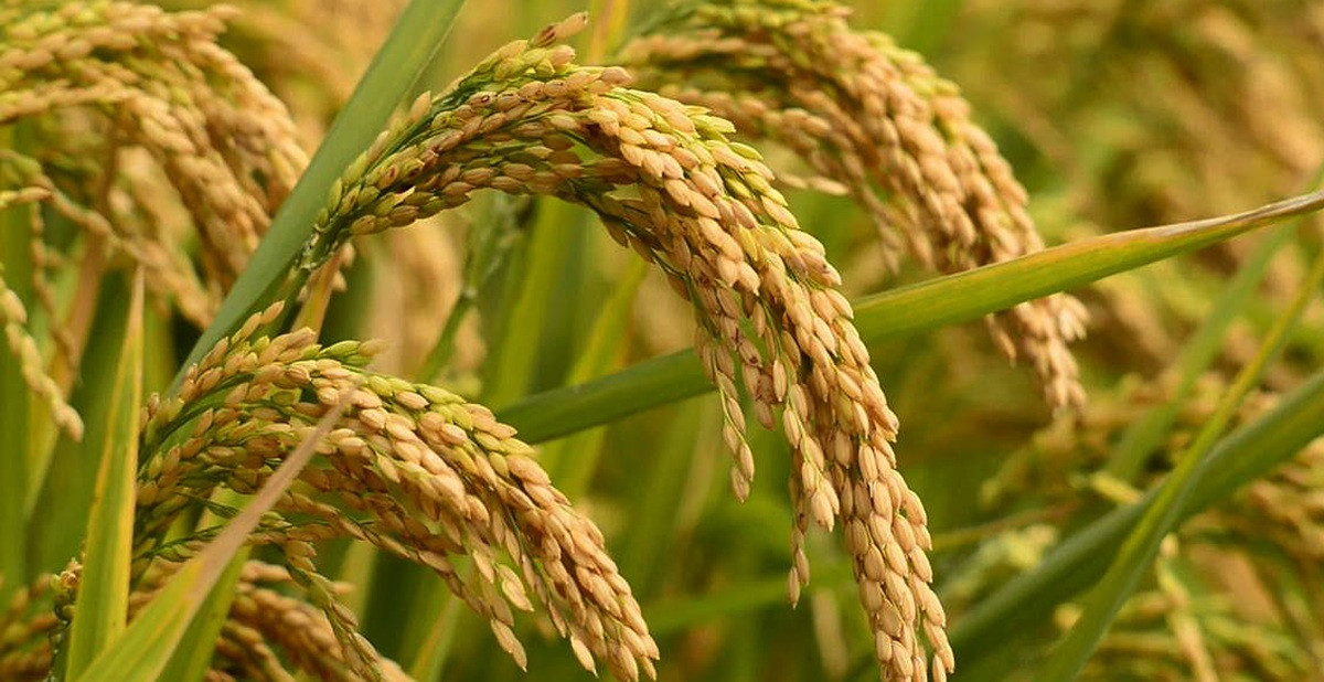 चितवनमा धान उत्पादन बढ्यो
