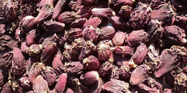 बढ्दैछ अलैंचीको मूल्य, ताप्लेजुङमा प्रतिमन एक लाख दुई हजार
