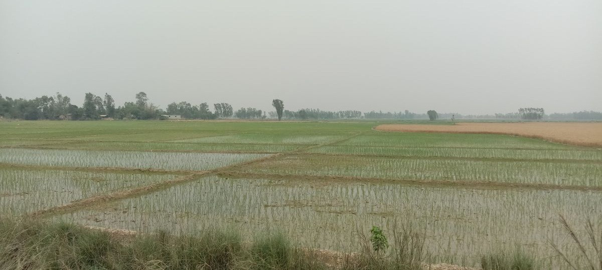 उन्नत जातका धानखेतीतर्फ आकर्षण
