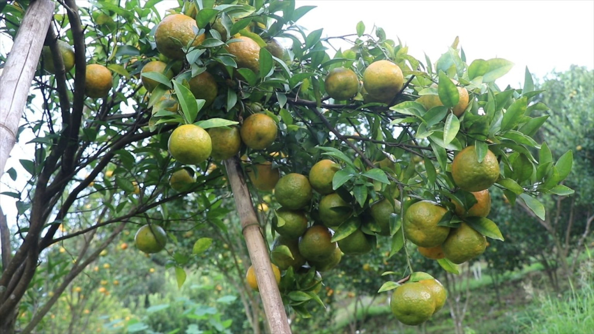 सुन्तला खेतीमा आर्कषण