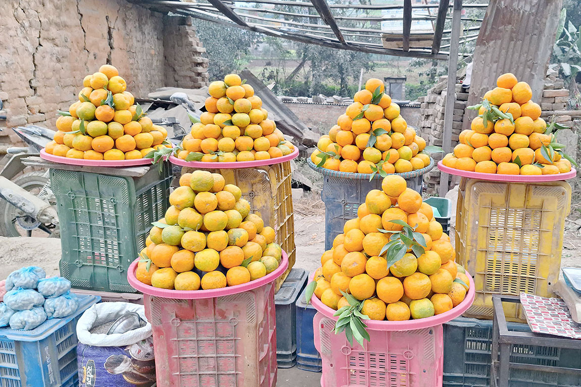 बजारमा आउन थाल्यो नेपाली सुन्तला