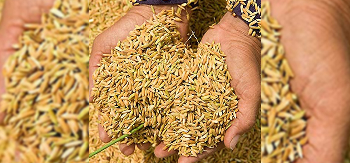 दाङमा एक लाख ८६ हजार ५३ मेट्रिकटन धान उत्पादन