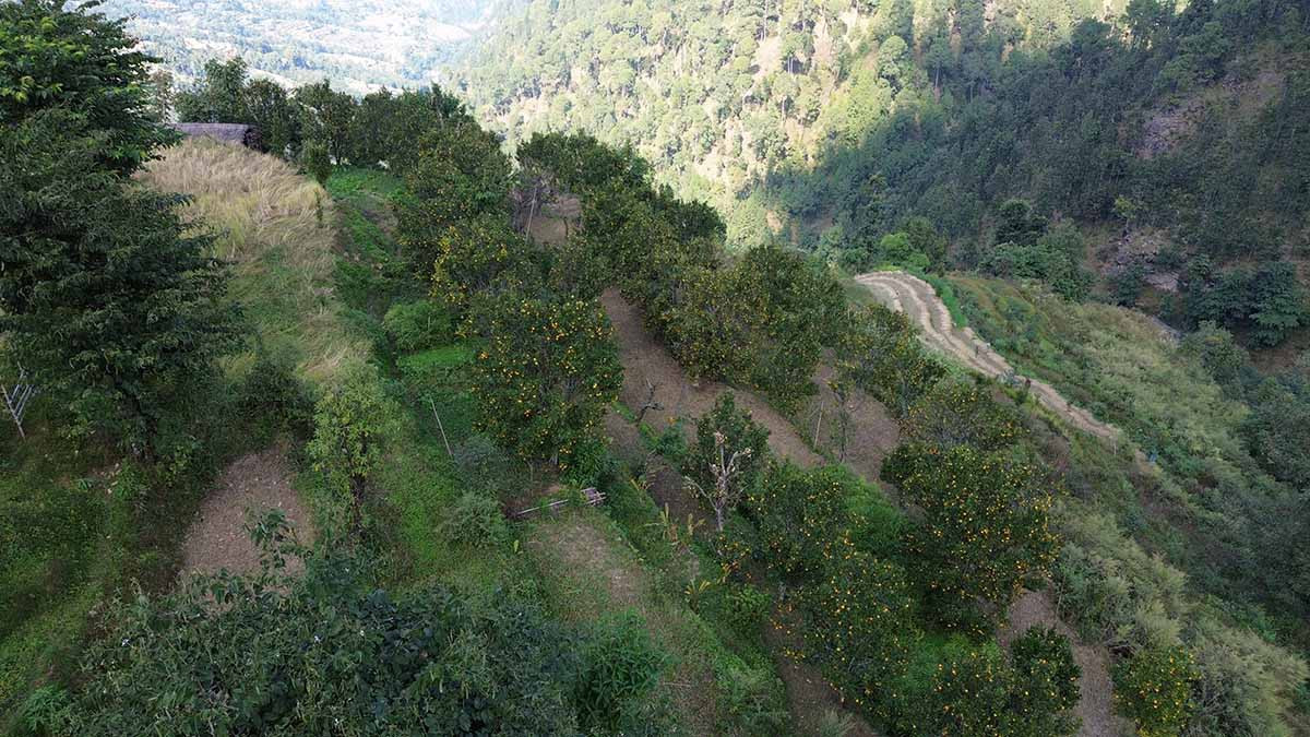 डेढ करोडको सुन्तला बिक्री गर्ने गाउँ