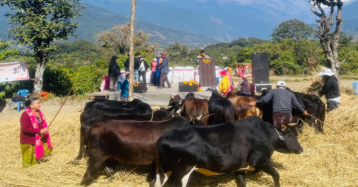 चुरुङ्गा फाँटमा दाइँ महोत्सव भव्य रूपमा सम्पन्न
