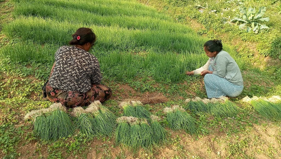 करिब पाँच लाख प्याजका बेर्ना बेच्दै इन्द्र दम्पत्ति
