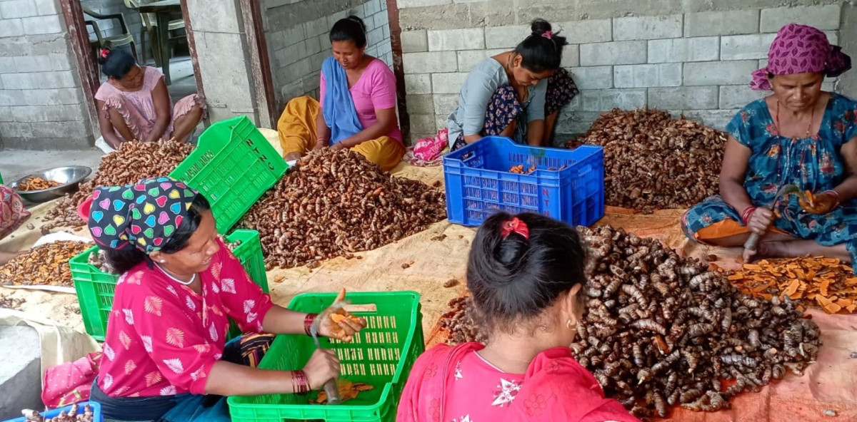 बेसार खेती गर्दै वन्यजन्तु पीडित