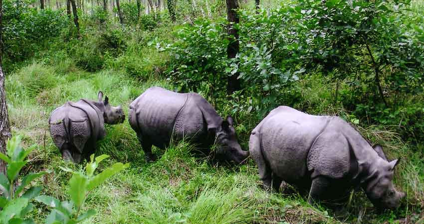 चितवनमा बस्ती पसेको गैँडालाई स्थानान्तरण गरियो