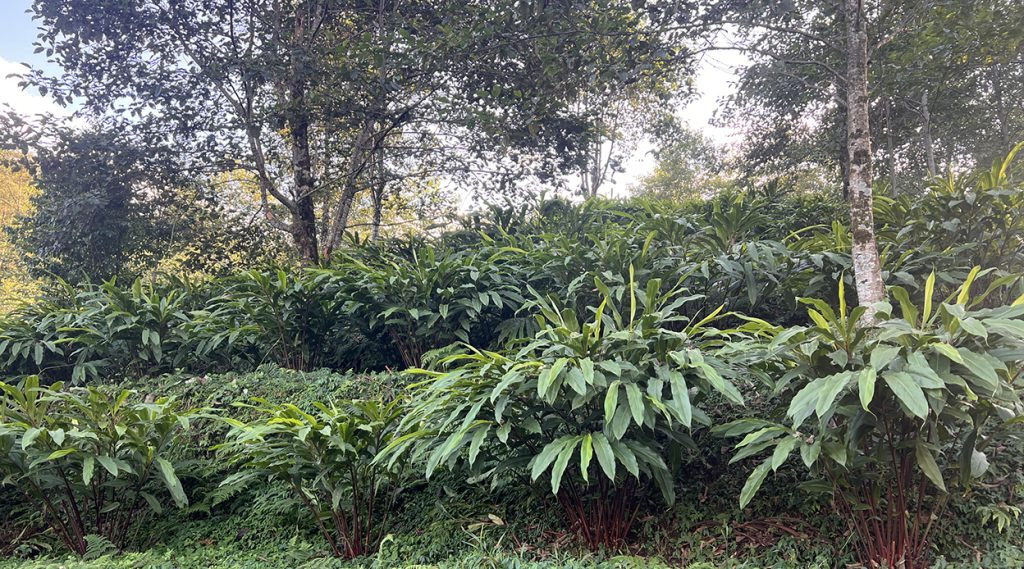 ताप्लेजुङको अलैंची अमेरिकामा