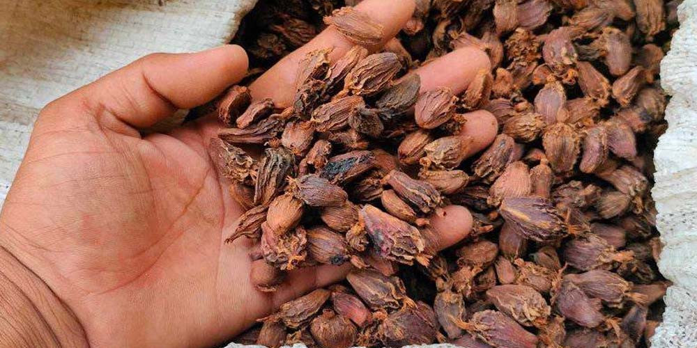 अलैँचीको मूल्यमा निरन्तर गिरावट