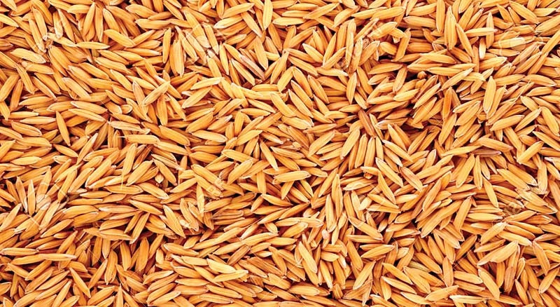 तनहुँमा धान उत्पादन बढ्यो