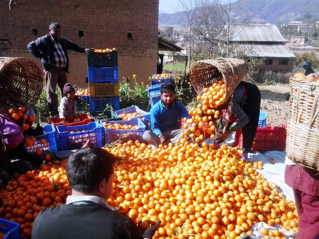 काभ्रेपलाञ्चोकमा सुन्तला उत्पादन १० प्रतिशतले बढ्ने प्रक्षेपण