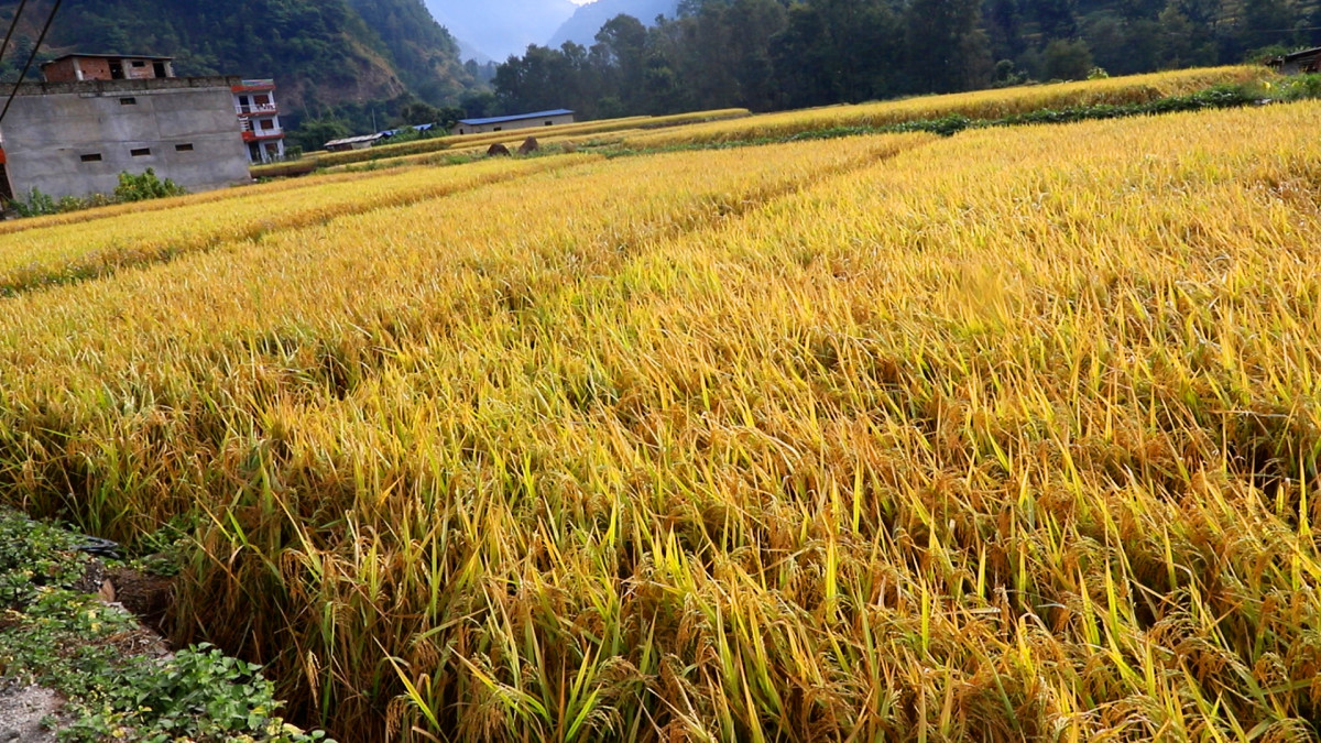 बागलुङमा धान उत्पादनमा बढ्यो