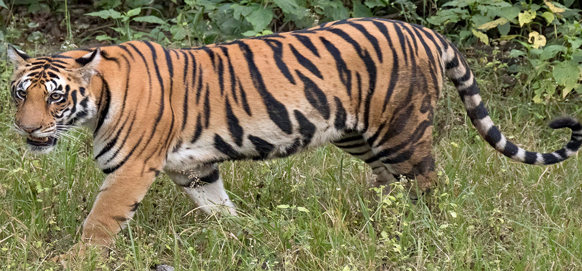 पुस १ गतेदेखि बाघ गणना गरिँदै
