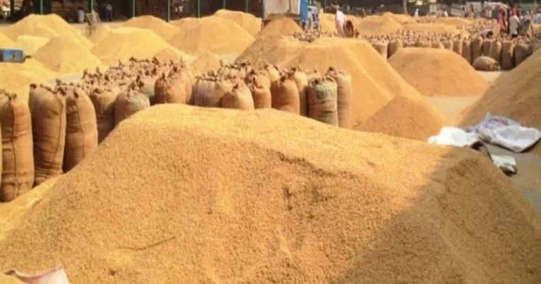 नेपालगन्जमा खाद्य व्यवस्था कम्पनीद्वारा १५ हजार क्विन्टल धान खरिद