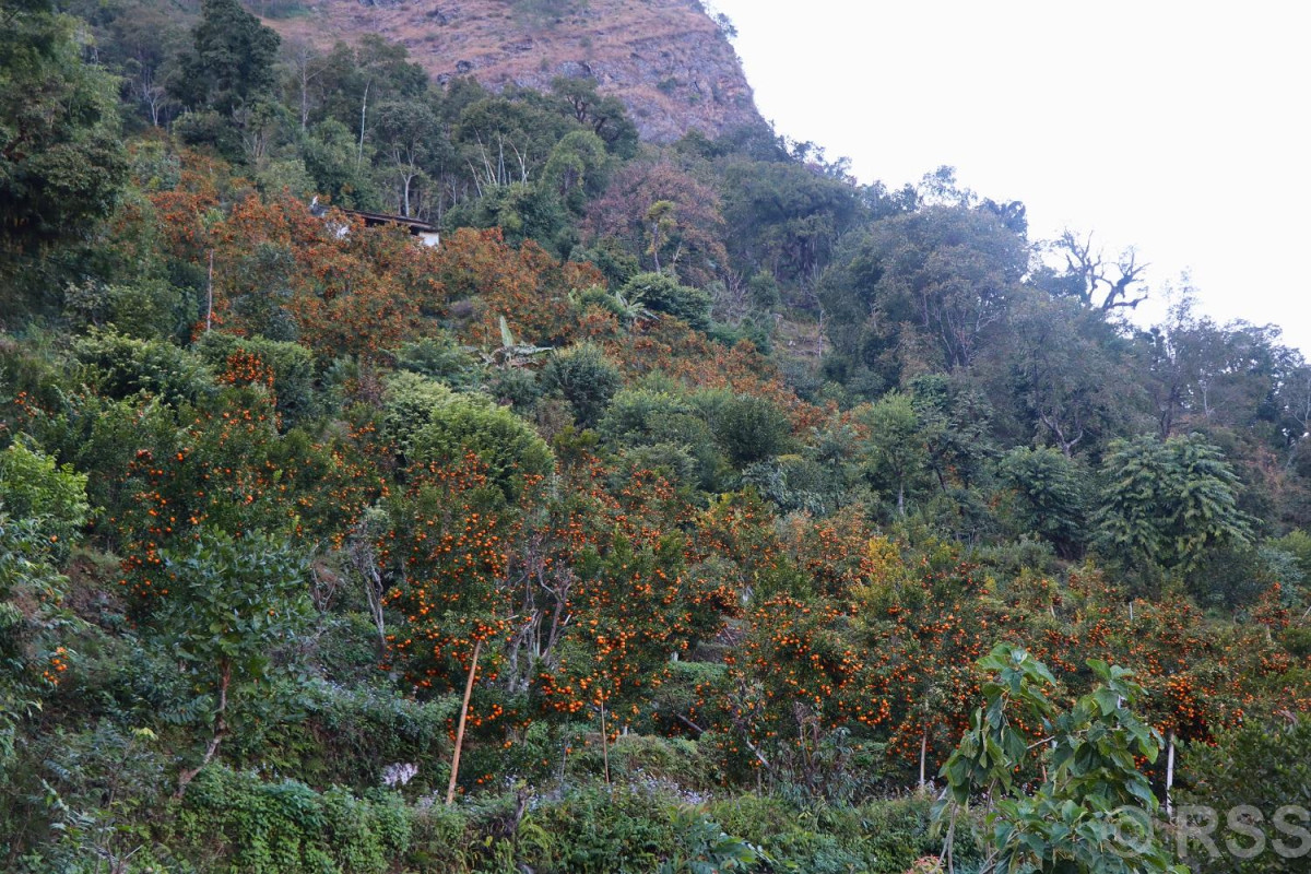 ढुवानीको समस्याले कम मूल्यमा सुन्तला बिक्री गर्दै किसान