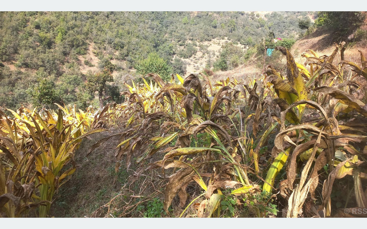 व्यावसायिक रूपमा बेसारखेती गर्दै बैतडीका महिला