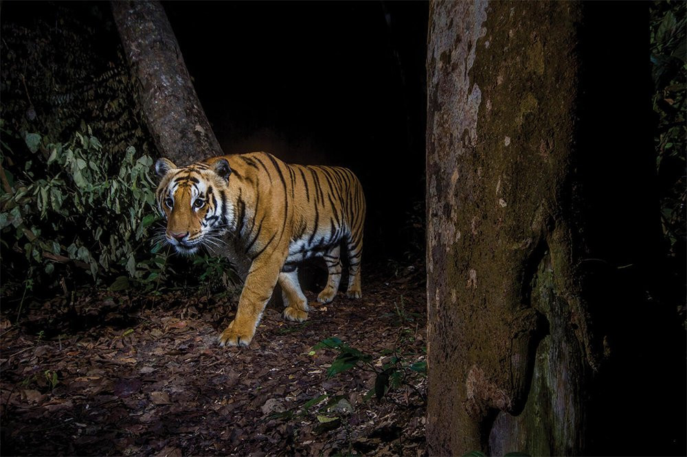 गोठालो मार्ने बाघ खोज्न क्यामेरा जडान, हालसम्म फेला परेन