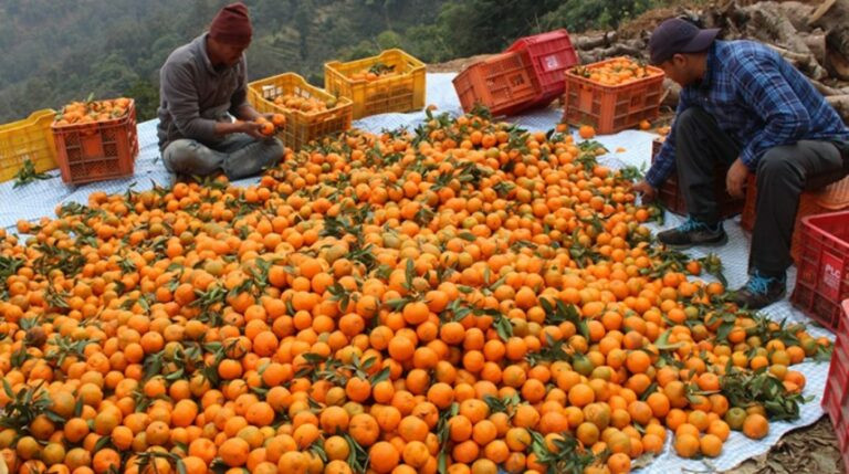 एउटै वडाबाट दश करोडको सुन्तला बिक्री